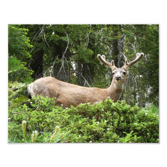 Fotografia da Natureza de Cervos em Yosemite (Frente)