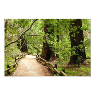 Fotografia da Natureza do Caminho Muir Woods II