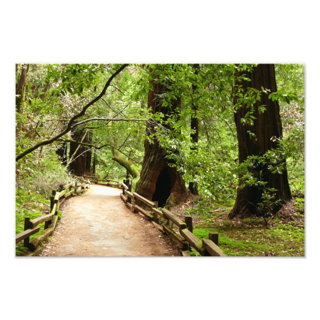 Fotografia da Natureza do Caminho Muir Woods II (Frente)