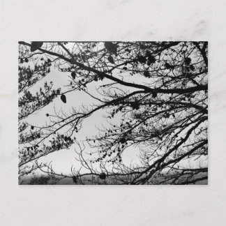 Fotografia da natureza em cartão postal