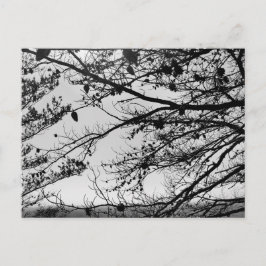 Fotografia da natureza em cartão postal