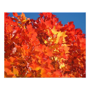 Fotografia da Natureza Vermelho Laranja Amarelo Fo