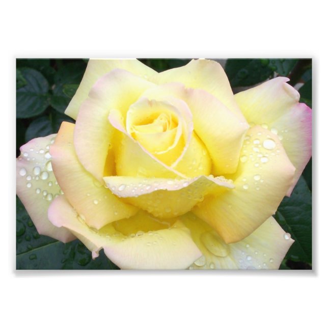Fotografia da Rosa da Paz (Frente)