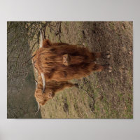 Fotografia da vaca do planalto escocês poster