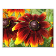 Fotografia das flores laranja, Kodak Professional