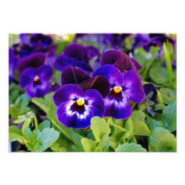 Fotografia das flores roxas roxas vibrantes