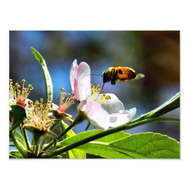 Fotografia de Abelha e Flor Branca (Frente)