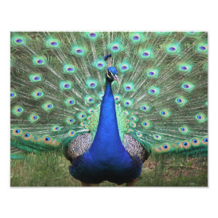 Fotografia de alta definição de Peacock