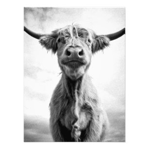 Fotografia de Arte com Estilo de Vaca Sagrada
