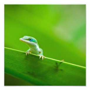 Fotografia de Arte com o Green Anole Lizard