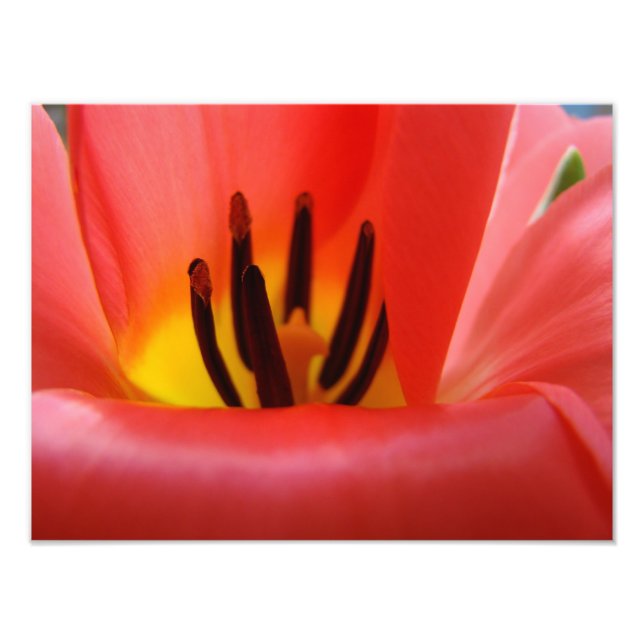 Fotografia de Arte Fina impressões artísticas Flor (Frente)