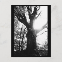 Fotografia de Árvore Cartão Postal