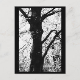 Fotografia de Árvore em Cartão Postal
