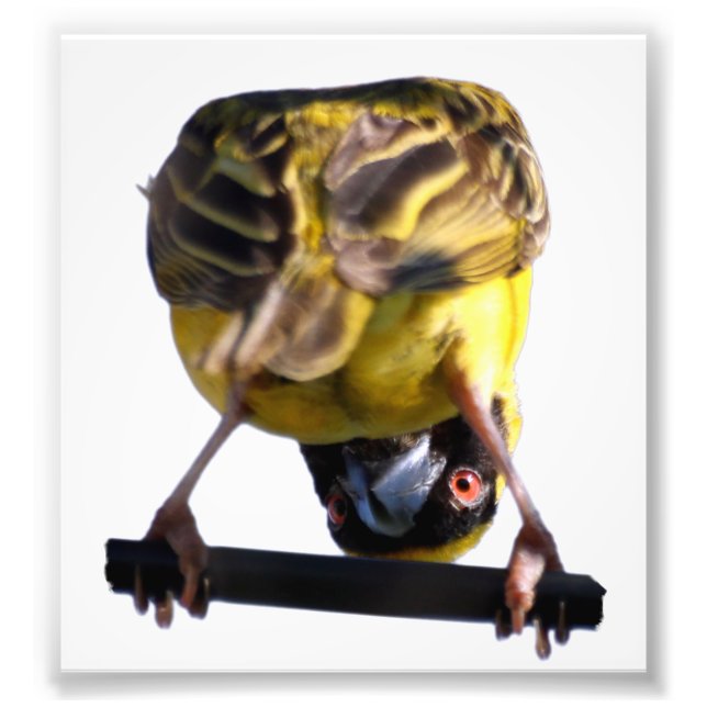 Fotografia de Aves Cutas (Satin) (Frente)