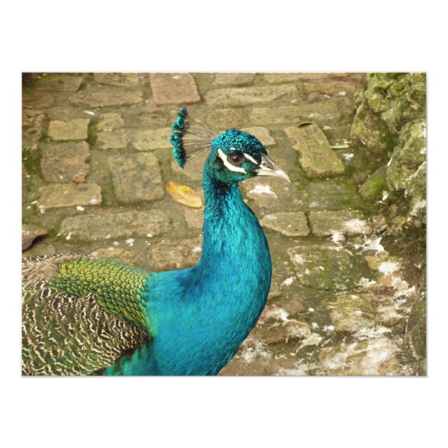 Fotografia de beleza Peacock (Frente)