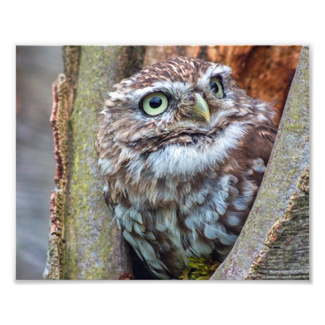 fotografia de coruja (Frente)