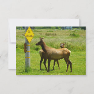 Fotografia de Elk Crossing California Willife