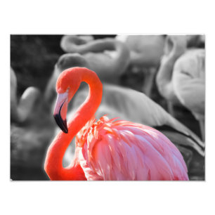 Fotografia de Flamingo Bird