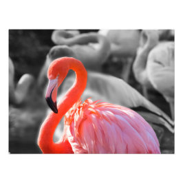 Fotografia de Flamingo Bird