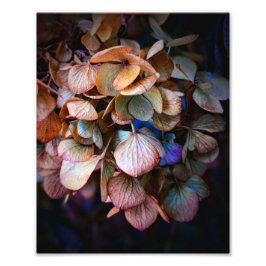 Fotografia de Flor de Natureza Bonita