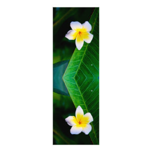 Fotografia de Flor de Plumeria