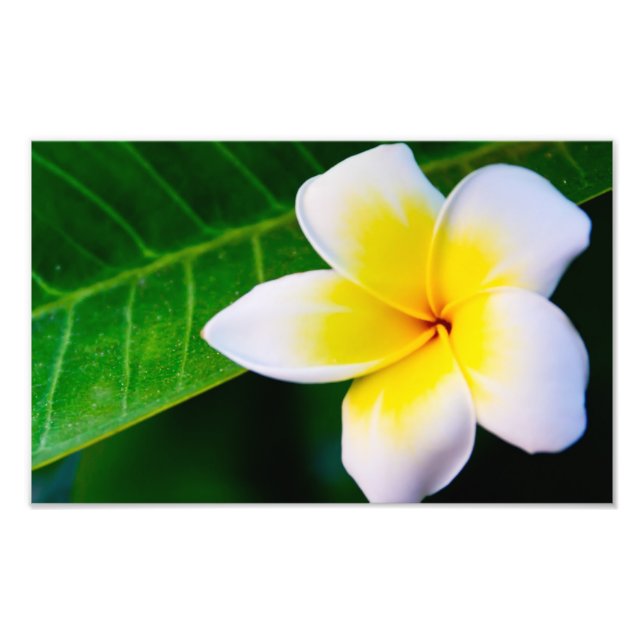 Fotografia de Flor de Plumeria (Frente)