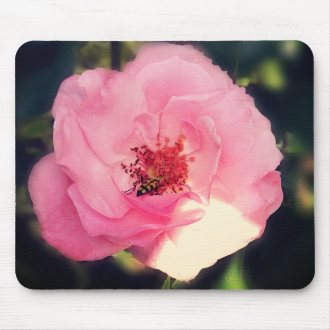 Fotografia de Flor de Rosa Adorável  Mouse Pad (Frente)