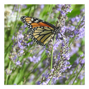 Fotografia de Flores de Lavanda e Borboleta Monarc