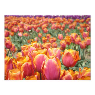 Fotografia de flores de tulipa impressões de arte