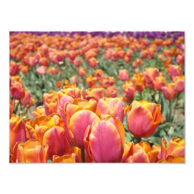 Fotografia de flores de tulipa impressões de arte  (Frente)