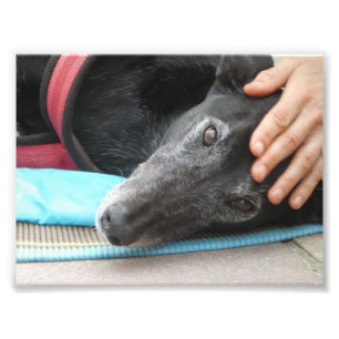Fotografia de galgos (p506)