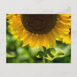 Fotografia de Girassol em Flor no Cartão Postal