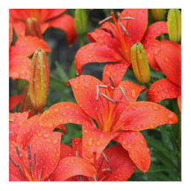 Fotografia de Lillies