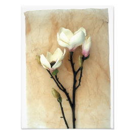 Fotografia de Na moda de Flor Magnolia