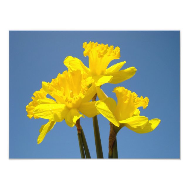 Fotografia de Narcisos impressões de arte da natur (Frente)