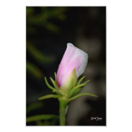 Fotografia de Neil Jones - Nascimento de uma Rosa