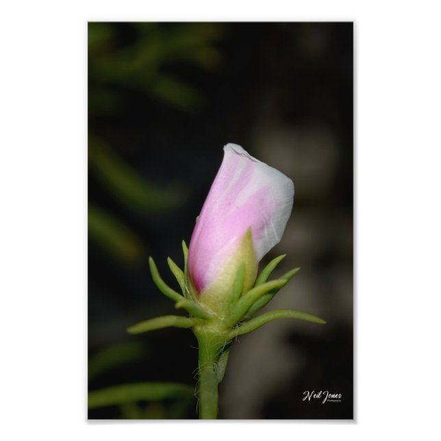 Fotografia de Neil Jones - Nascimento de uma Rosa (Frente)