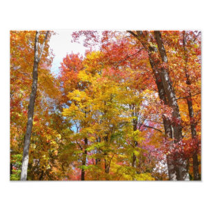 Fotografia de Outono de Árvores Laranja e Amarelas