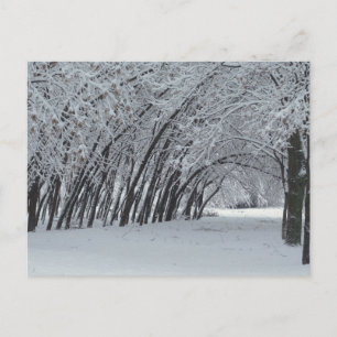 Fotografia de Paisagem de Inverno - Cartão Postal