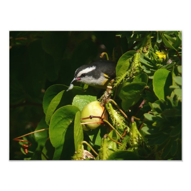 Fotografia de Pássaro Bananaquit Comendo Tropical (Frente)