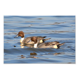 Fotografia de Patos de Pintail