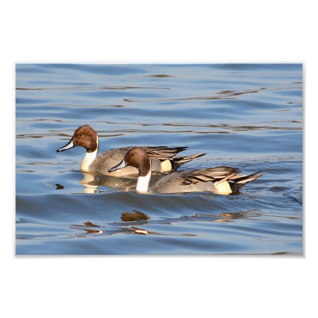 Fotografia de Patos de Pintail (Frente)