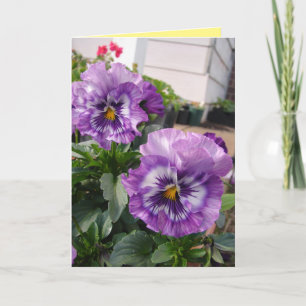 Fotografia de Pensamento Roxo flores cartão floral