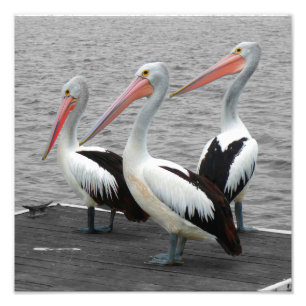 Fotografia de Pop de cor minimalista de aves marin