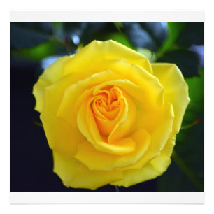 Fotografia de rosa amarela adorável.