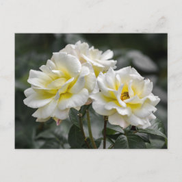 Fotografia de Rosa Branca em Cartão Postal