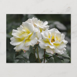 Fotografia de Rosa Branca em Cartão Postal