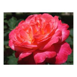 Fotografia de Rosa Grande Rosa Vermelha Floral