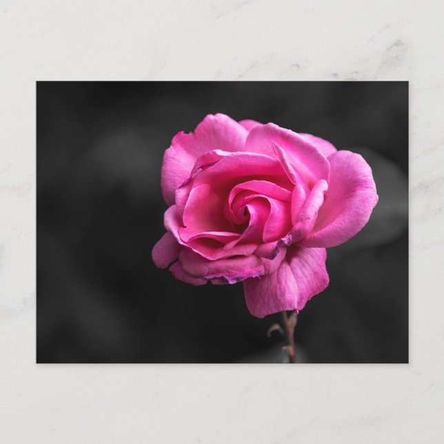 Fotografia de Rosa Rosa em Cartão Postal (Frente)