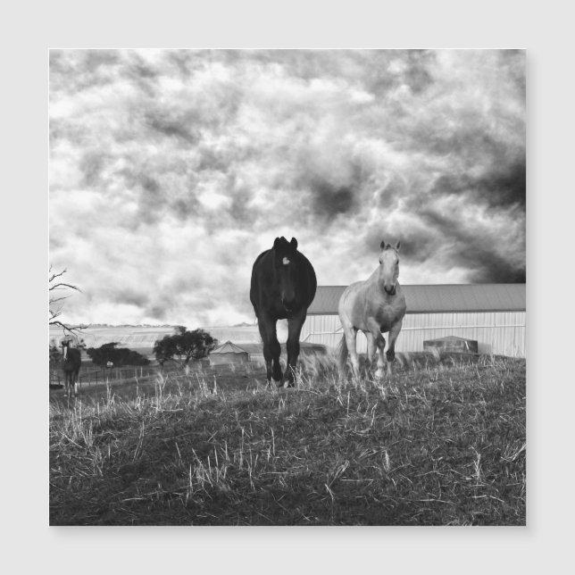 Fotografia de saudação de Cavalo Branco Negro, Car (Frente)